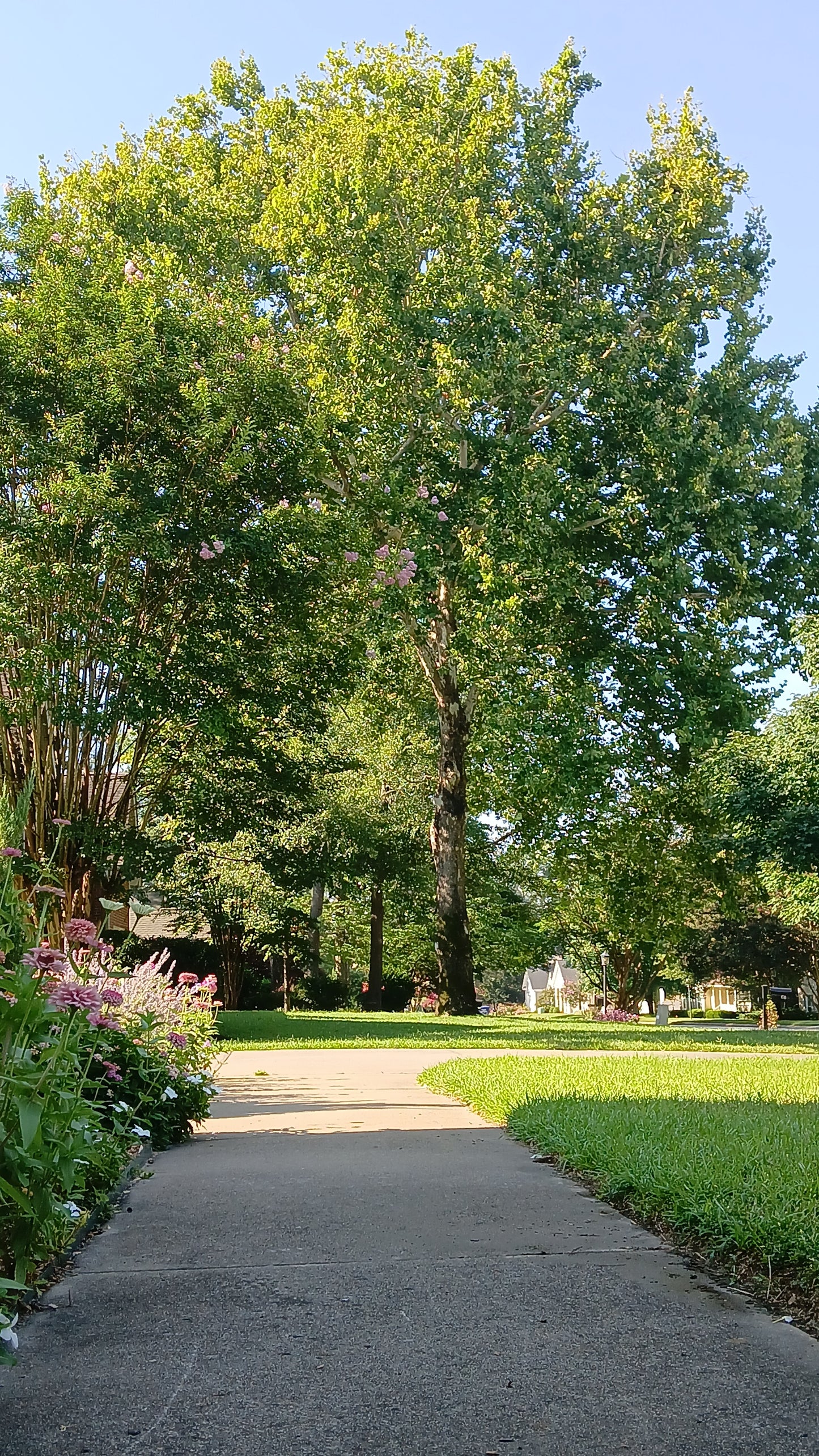 American sycamore - Platanus occidentalis
