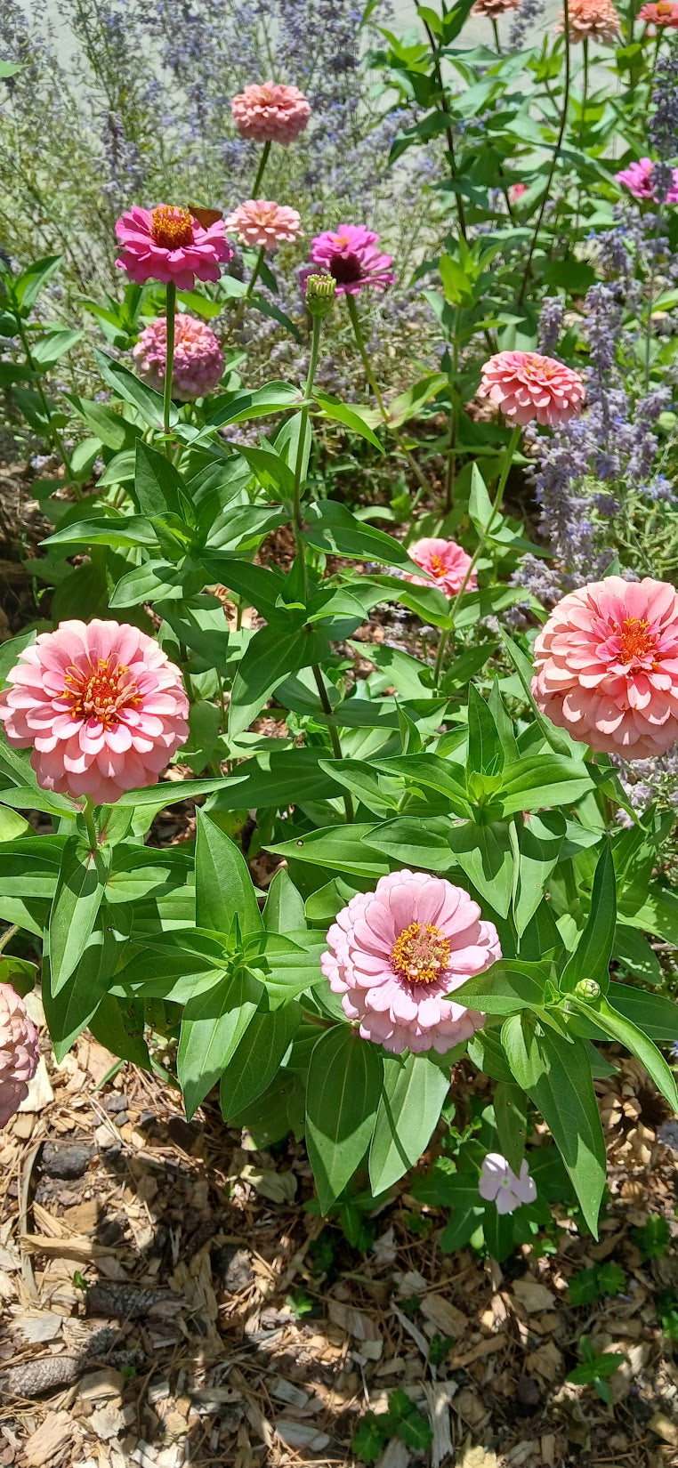 Zinnia elegans "Zinnia Mix"