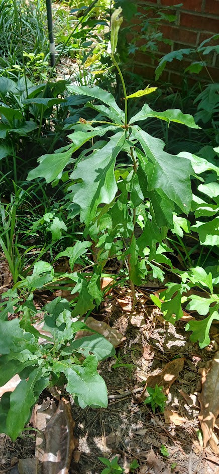 Oaks - Quercus