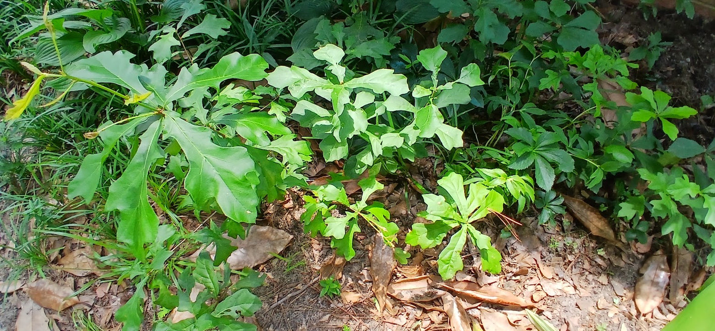 Oaks - Quercus