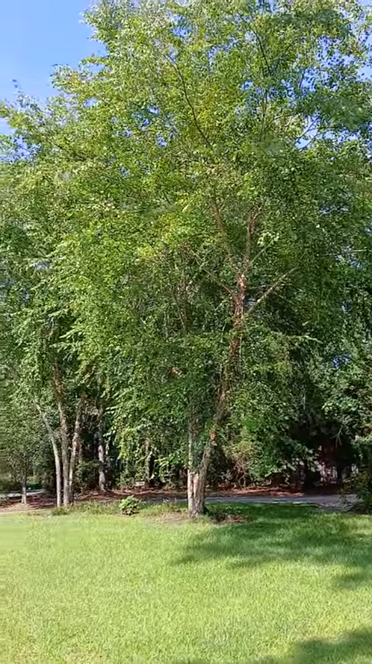 River Birch - Betula nigra 'BNMTF'