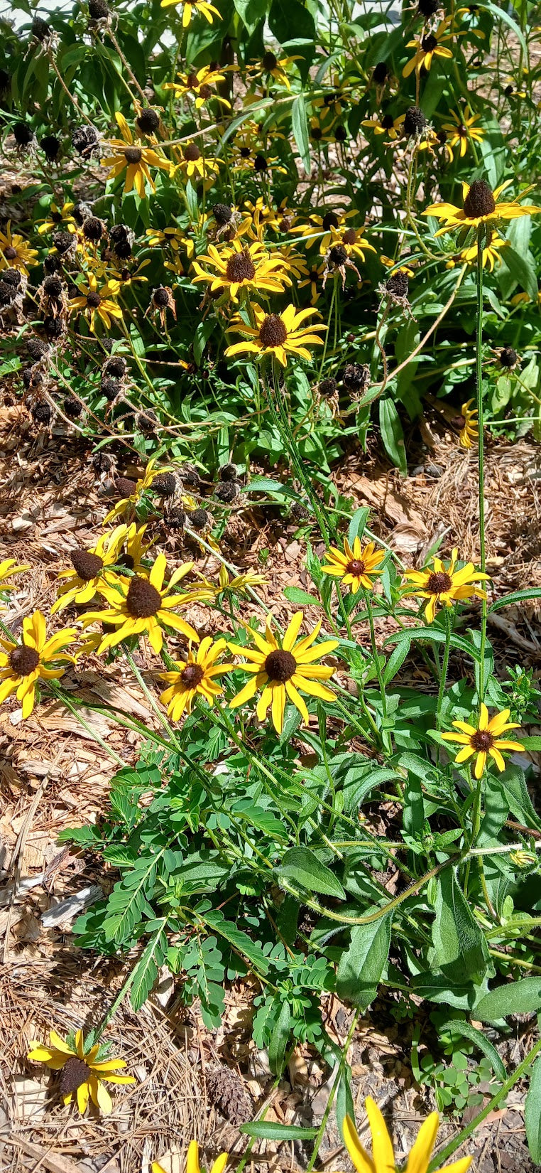 Rudbeckia hirta "Black Eyed Susan"