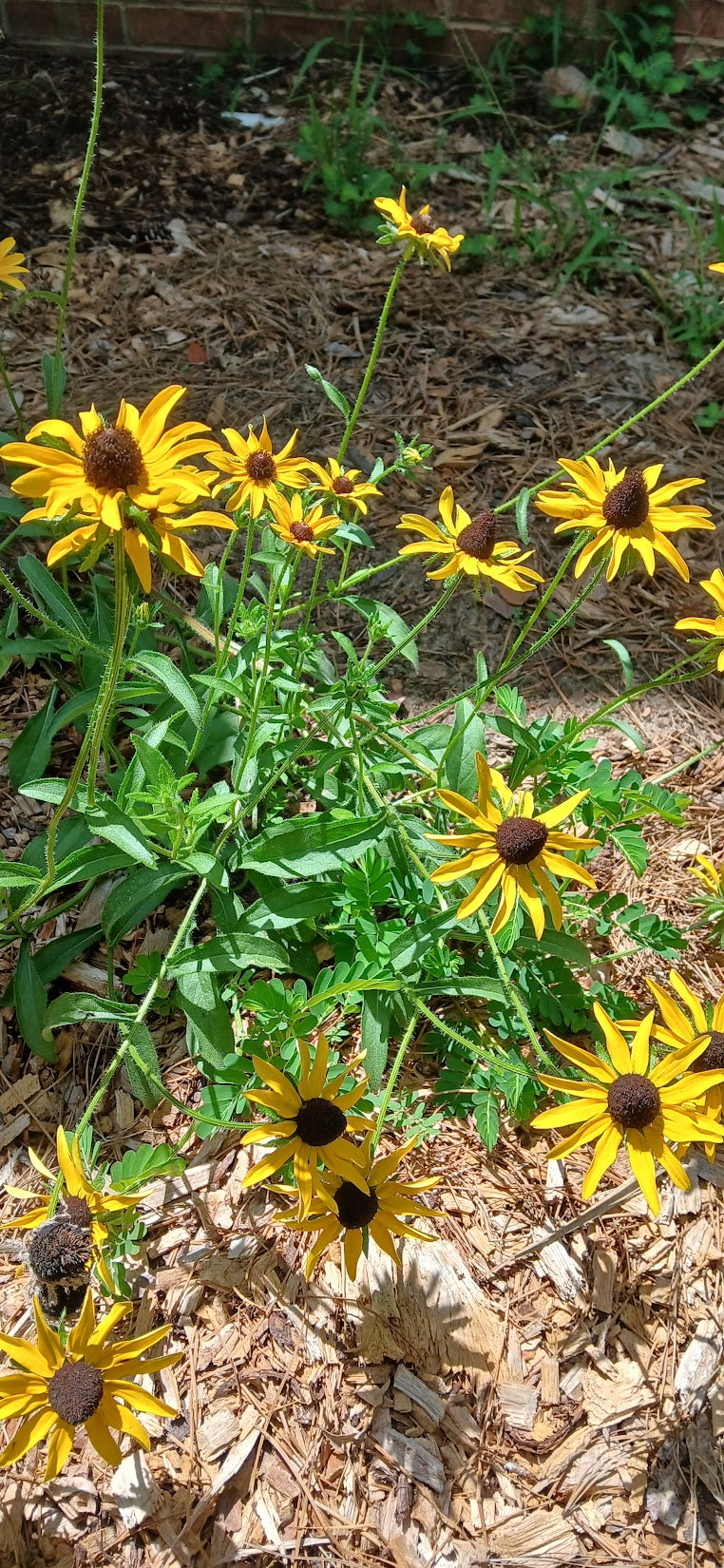Rudbeckia hirta "Black Eyed Susan"