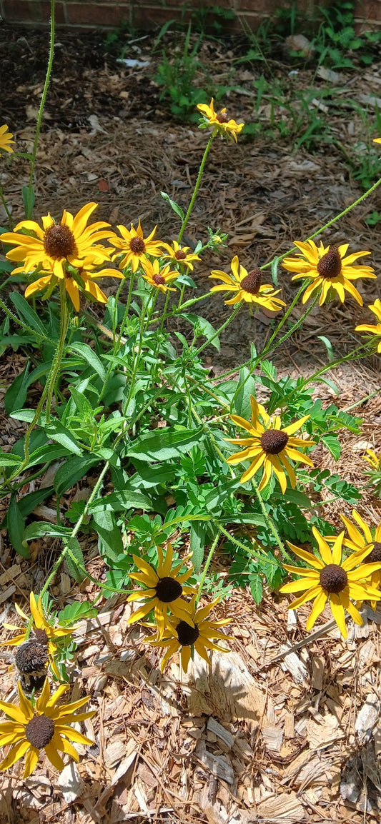 Rudbeckia hirta "Black Eyed Susan"