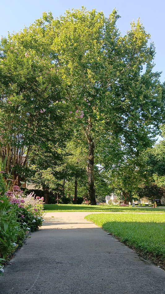 American sycamore - Platanus occidentalis