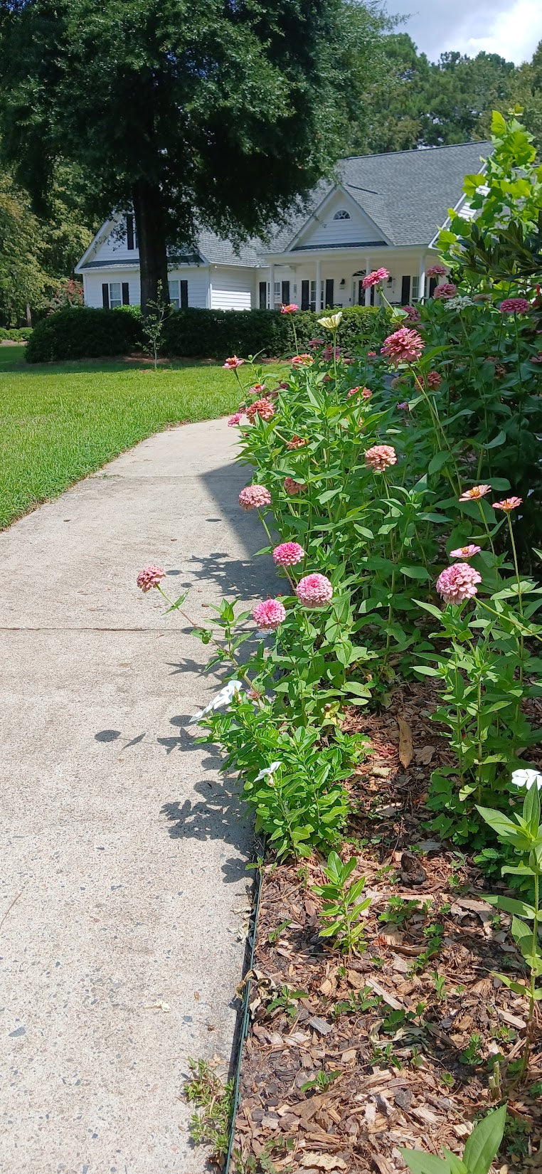 Zinnia elegans "Zinnia Mix"