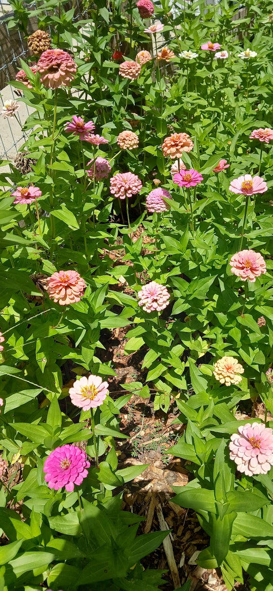 Zinnia elegans "Zinnia Mix"