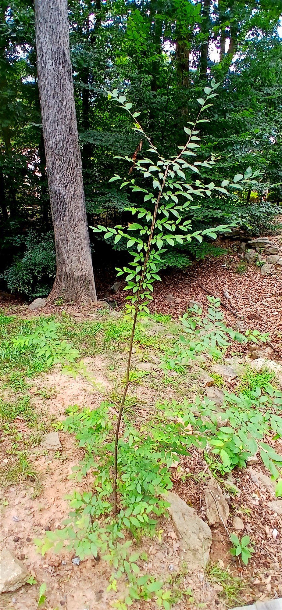 American Beech - Fagus grandifolia