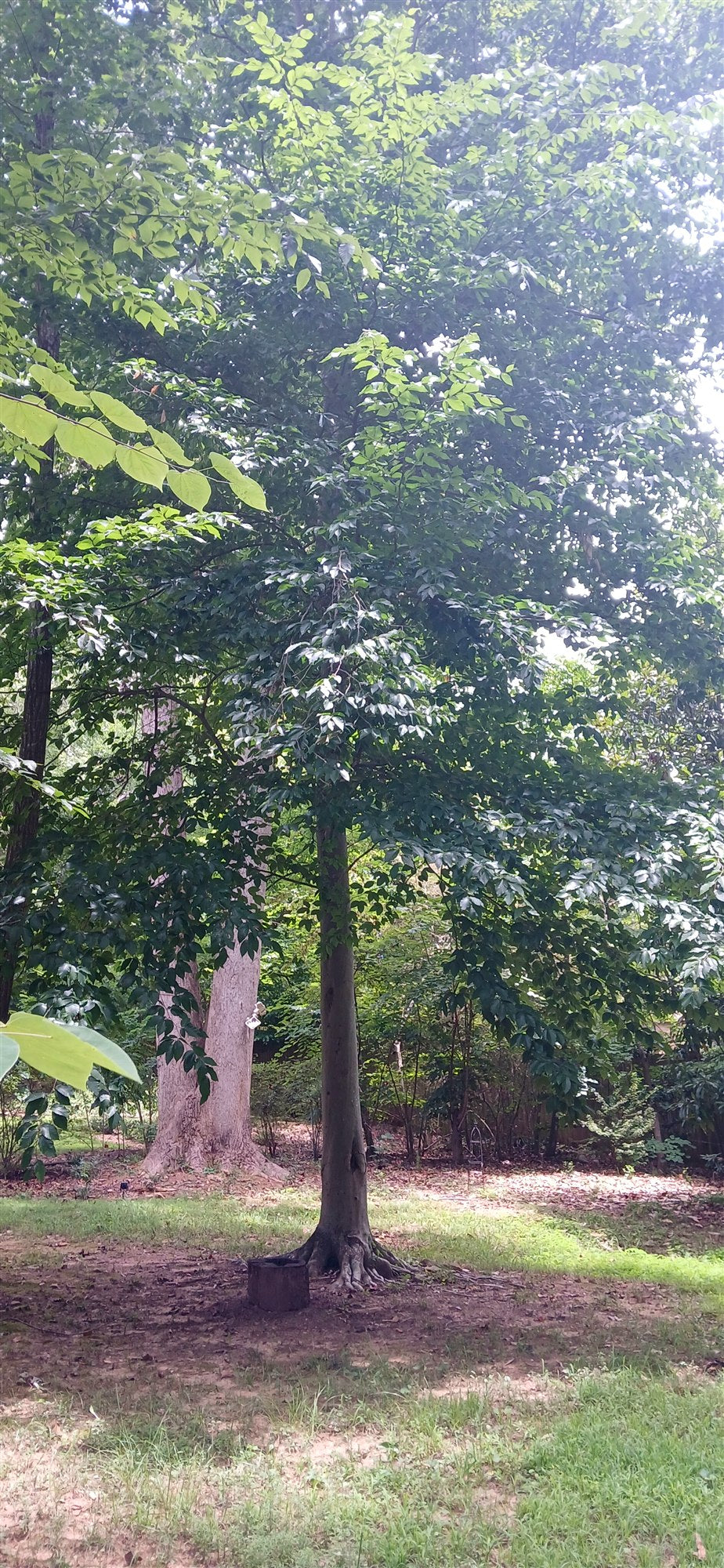 American Beech - Fagus grandifolia