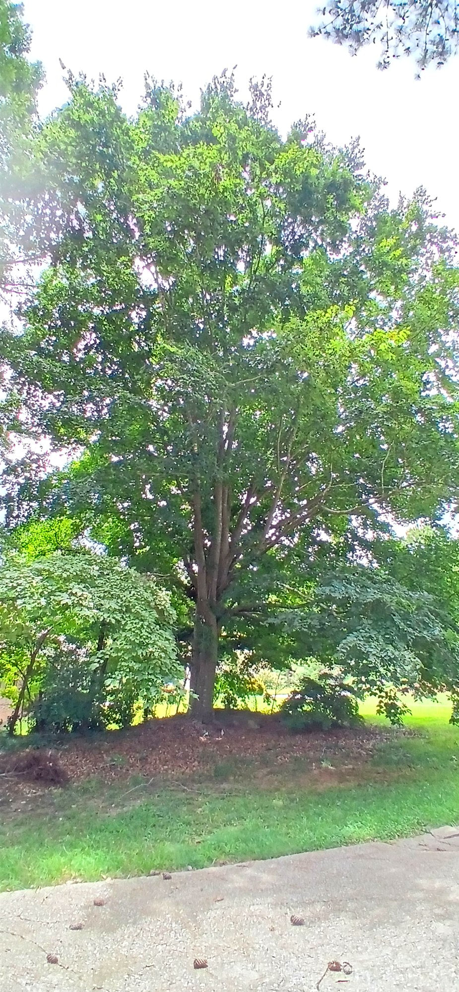 American Beech - Fagus grandifolia
