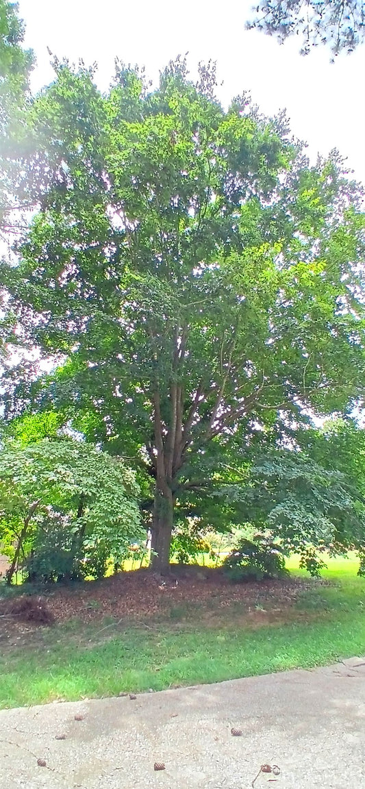 American Beech - Fagus grandifolia