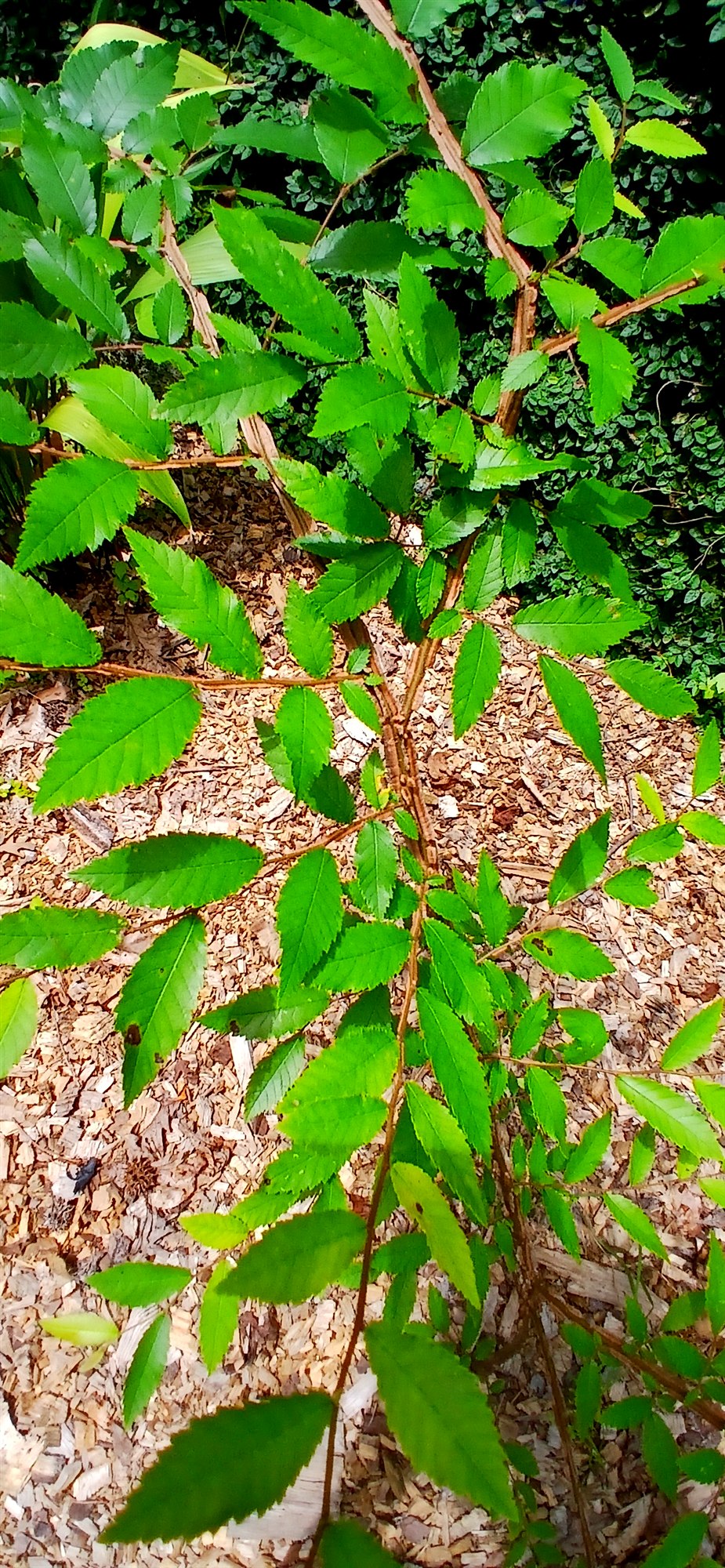 American Beech - Fagus grandifolia