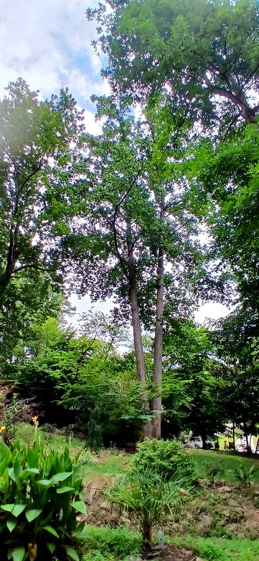 Tulip Poplar - Liriodendron tulipifera