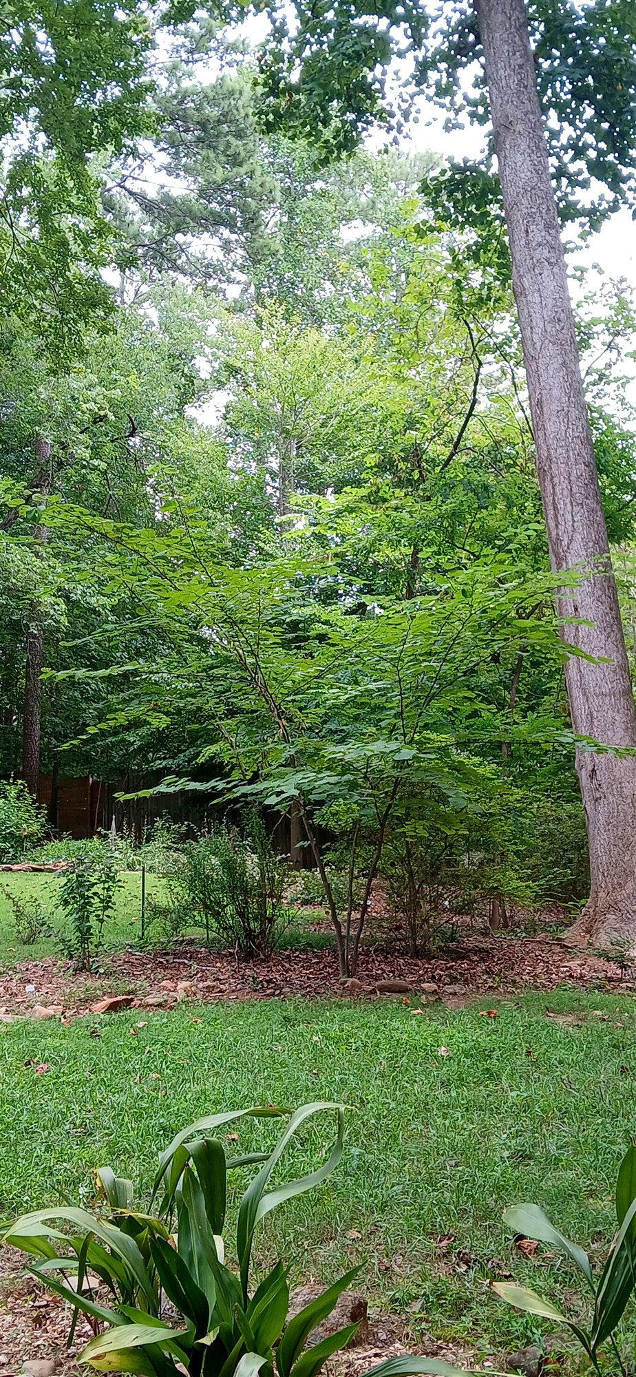 Eastern Redbud - Cercis canadensis